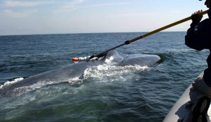 Blue Whale, Balaenoptera musculus, tagging off Monterey Bay, California (Pacific)