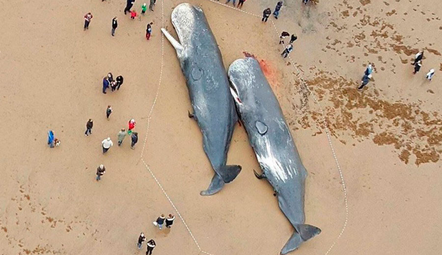 Two sperm whale lie dead on Germany's North Sea coastline. Their stomachs were full of plastic. Photo: Facebook