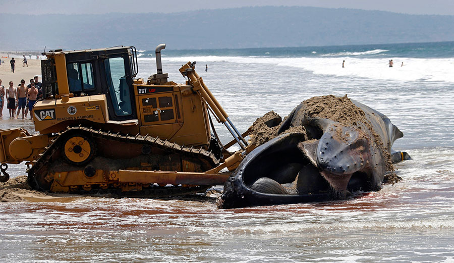 Officials pushed it off the beach then towed it out to sea. 