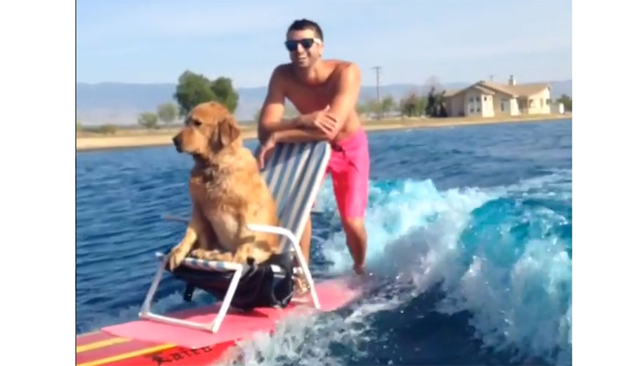 This Dog is Living a Better Life Than You | The Inertia