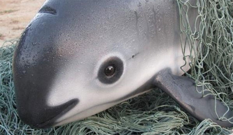 The vaquita porpoise is on the brink of extinction. 