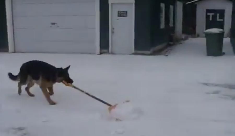 Dogs are Awesome; Watch this German Shepherd Shovel Snow The Inertia