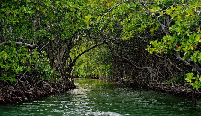 Coastal mangrove forest in Puerto Rico. Mangrove forests provide habitat for many species of fish and shellfish. Ricardo Mangual/Flickr, CC BY