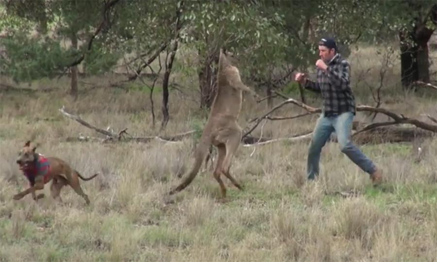 This Guy Gets in a Fist Fight with a Kangaroo after it Puts His Dog in