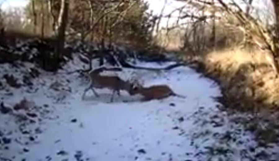 Deer Stuck Together by their Antlers are Freed After Game Warden Fires ...