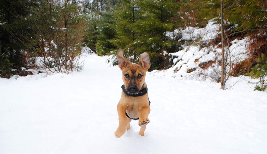 Ocho's first time in the snow... it's much colder than sand. Photo: Lindquist