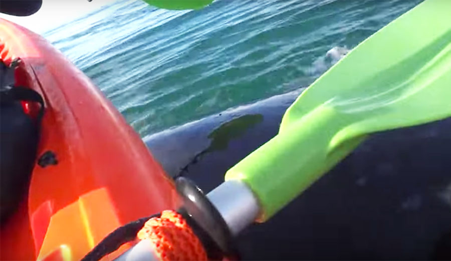 These Kayakers Get Piggy Backed By a Whale The Inertia