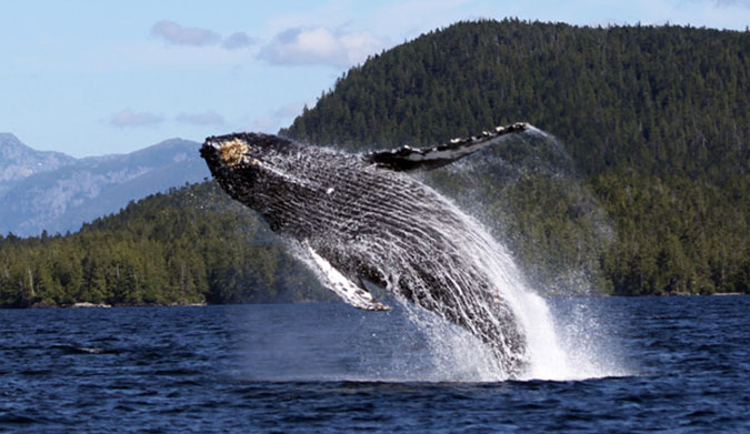 Taking a jump. Photo: Janie Wray/North Coast Cetacean Society, Author provided