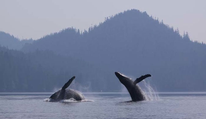 Humpback whales breach. Photo: Janie Wray/North Coast Cetacean Society, Author provided