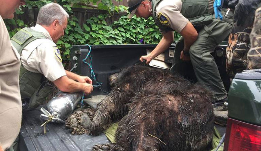 The black bear that found its way to Rincon Point on Saturday had to be put down. Image: California Department of Fish & Wildlife