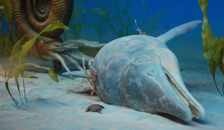Holmzaden ichthyosaurs died off at the beginning of the Cretaceous-Paleogene extinction pulse. Image: Utah Museum