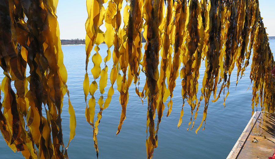 Sugar kelp in your beer? Image: Brittney Honisch/Bigelow Laboratory for Ocean Sciences