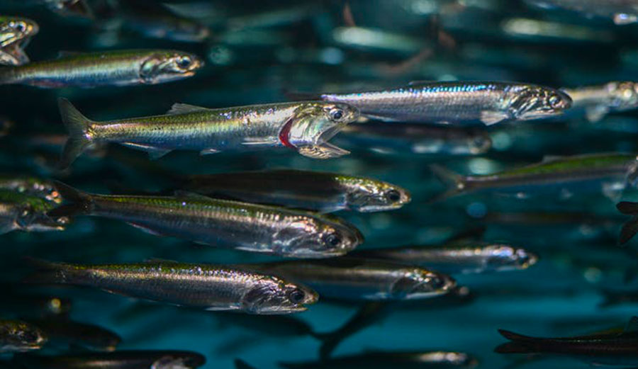 Schooling Northern anchovies. Image: Matthew Savoca, CC BY-ND