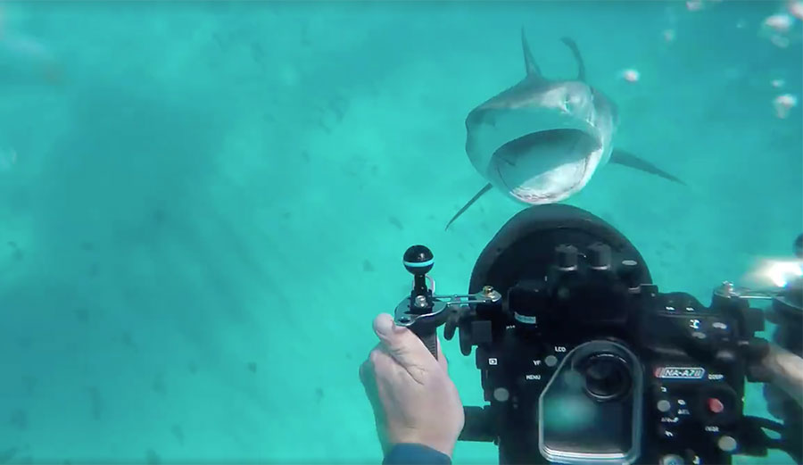 This Tiger Shark Doesn't Like to Be Filmed While Eating | The Inertia