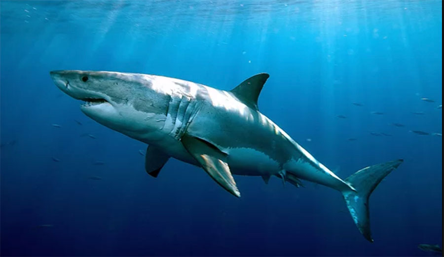 Study Finds California Surfers' Risk of Shark Attack 1 in 17 Million; 91 Percent Less Than in