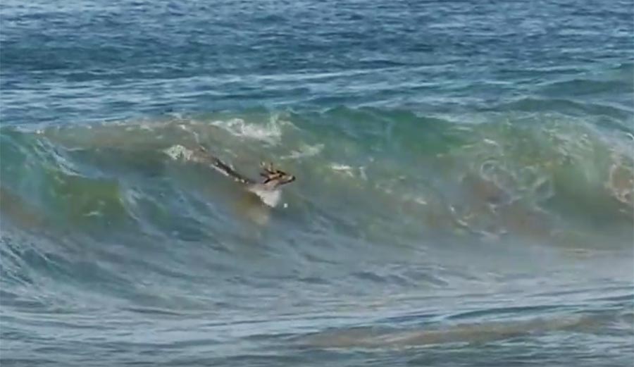 Watch This Deer Escape A Pack Of Wild Dogs By Bodysurfing Shorebreak In Mexico The Inertia watch-this-deer-escape-a-pack-of-wild-dogs-by-bodysurfing-shorebreak-in-mexico-the-inertia