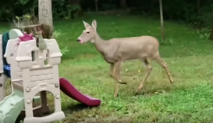 Stumbling Deer Paired With 'In the Air Tonight' The Inertia