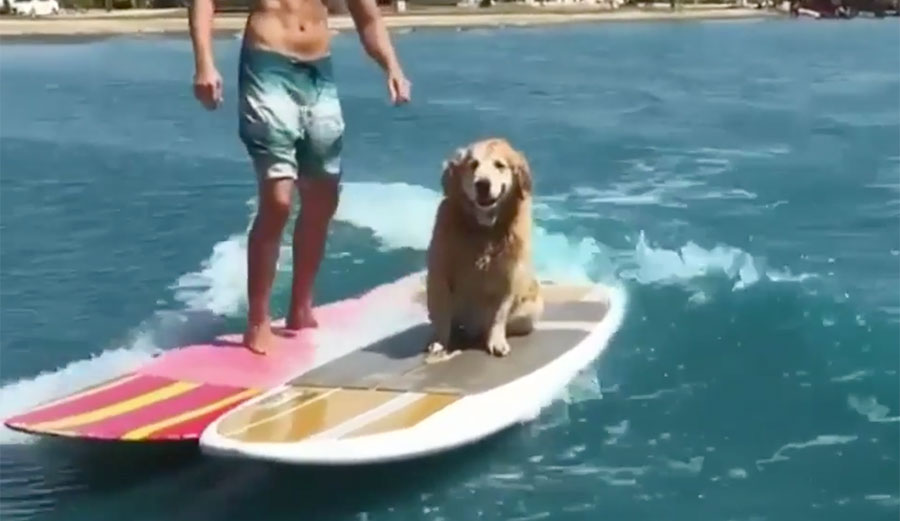This Surfing Golden Retriever Is Just So Casual The Inertia
