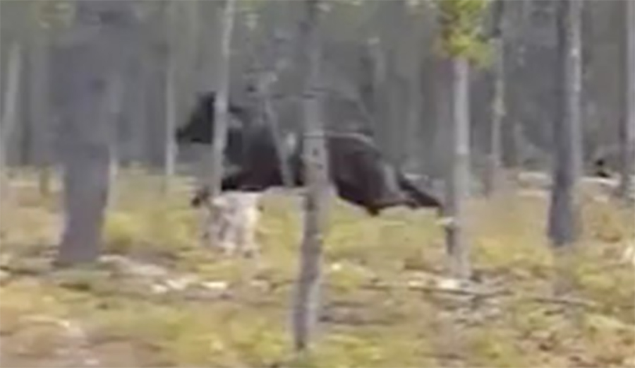 The Size of This Wolf That Attacked a Dog in Canada Is Tough to Comprehend The Inertia