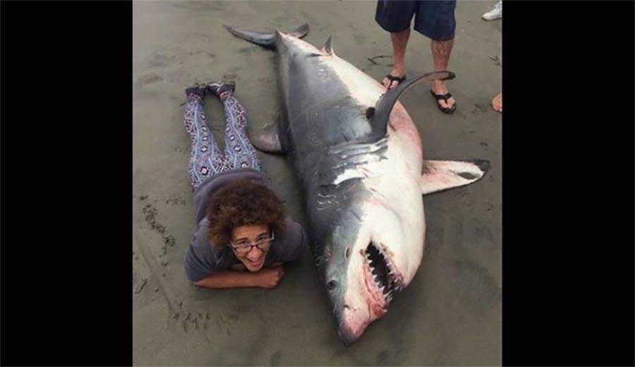 Man Convicted of Shooting Great White Shark Off Central California