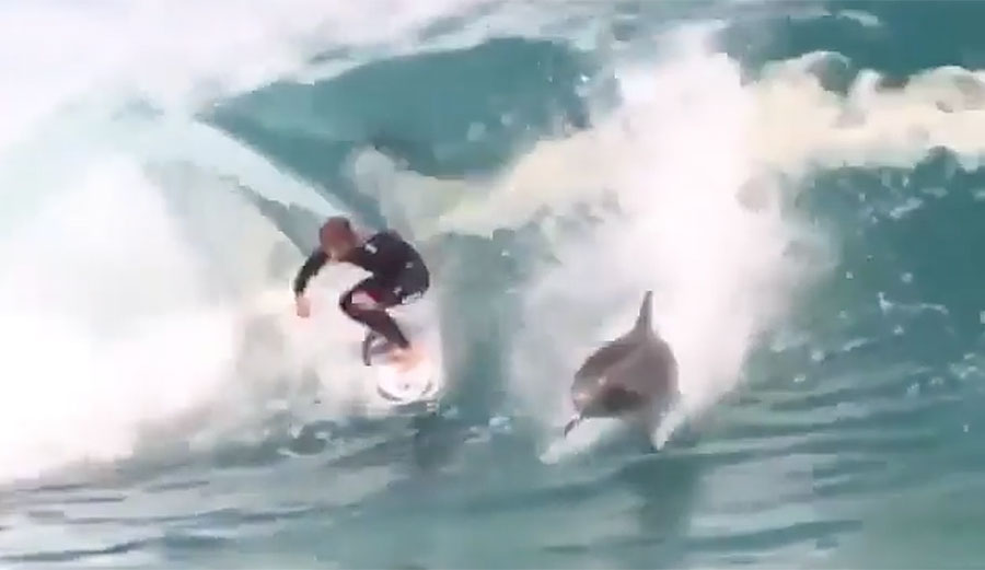 Watch This Rude Dolphin Mercilessly Burn a Surfer The Inertia