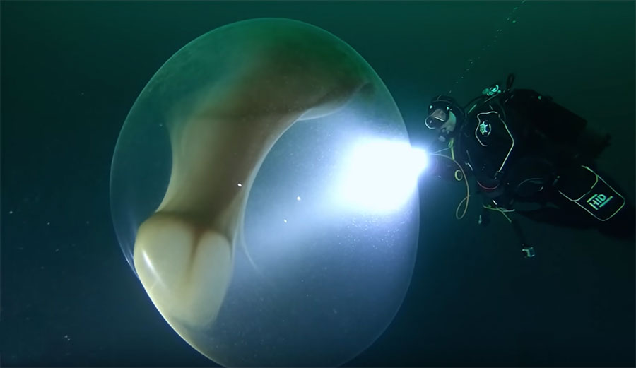 Divers Find Enormous Floating Bubble Filled With Thousands of Tiny