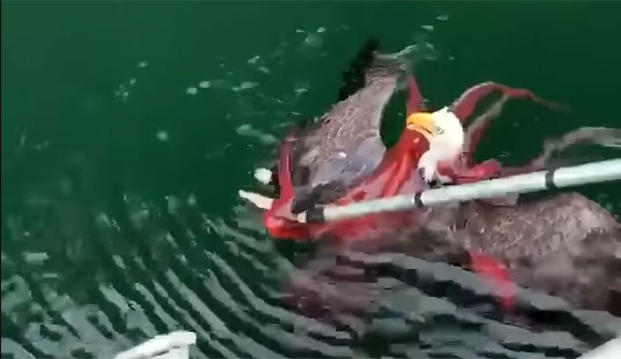 When This Eagle Tried to Catch an Octopus, the Octopus Turned the