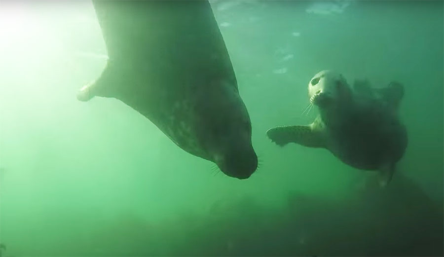 Researchers Document Wild Grey Seals Clapping Underwater For the First Time The Inertia