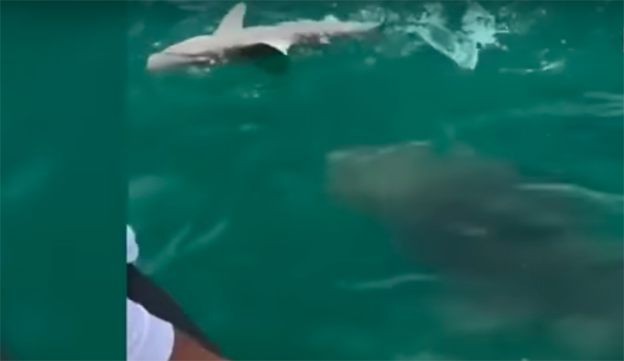 500-Pound Grouper Swallows Reef Shark in a Single Bite | The Inertia