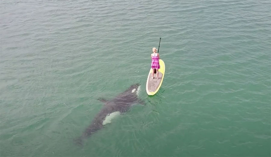 Woman Paddle Boarding With Orcas Gets the Show of a Lifetime in Baja
