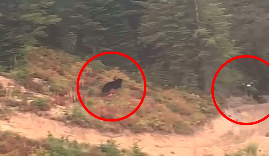 Black Bear Caught on Camera Chasing Mountain Biker in Montana | The Inertia