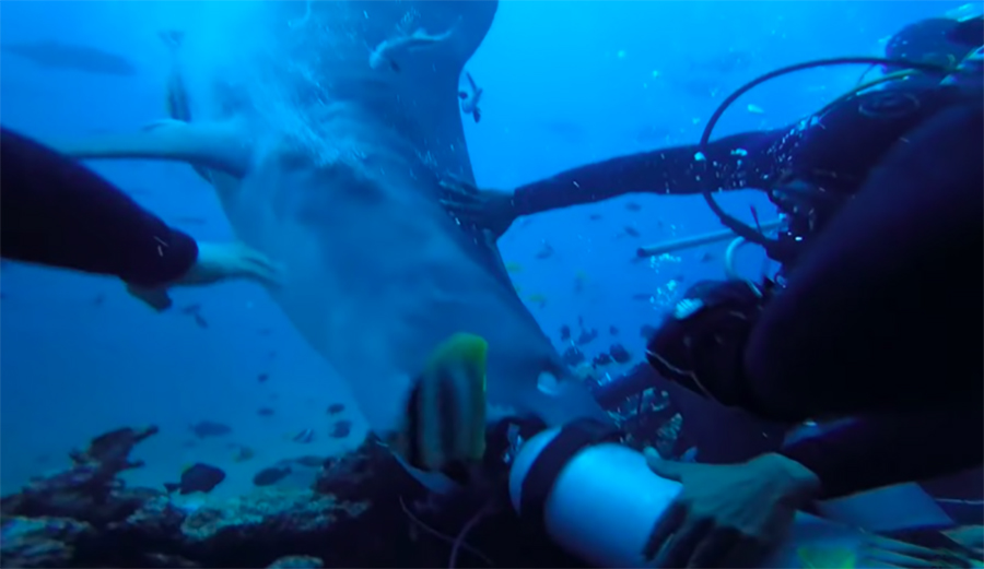 Watch Crazy Video of Tiger Shark Attacking Scuba Diver in Fiji The