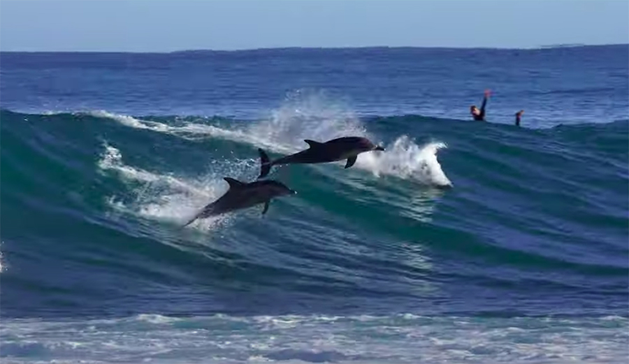Surfing With Dolphins in Western Australia The Inertia