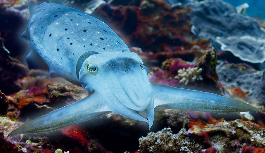 Watch This Cuttlefish Do the Craziest Hypnotizing Skin Trick to Catch a