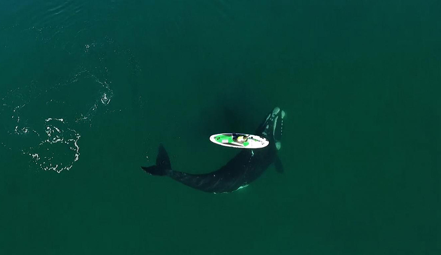Watch This Curious Whale Give a Paddleboarder a Love Tap The Inertia