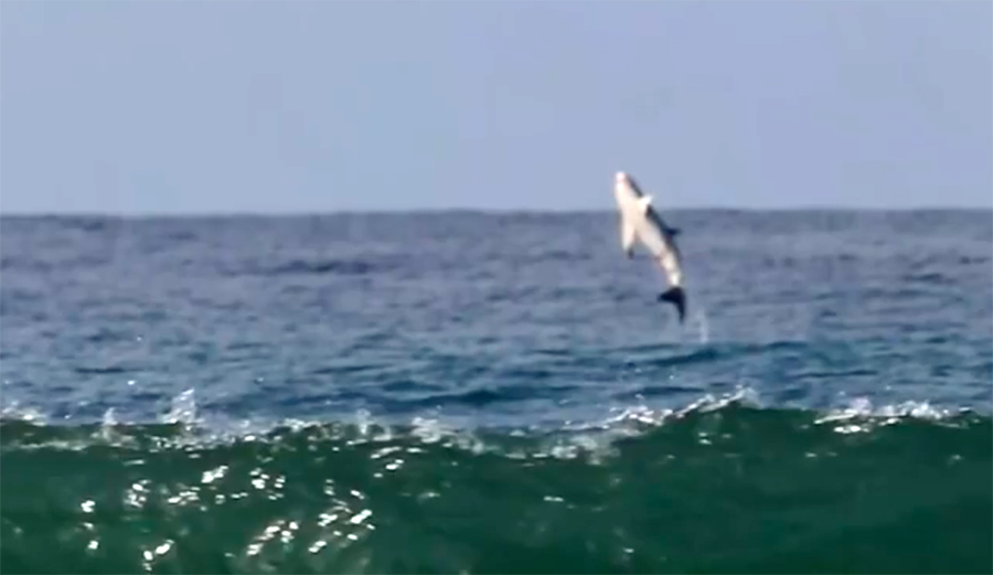 Watch This Healthy Great White Shark Breach at a San Diego County Surf Break The Inertia