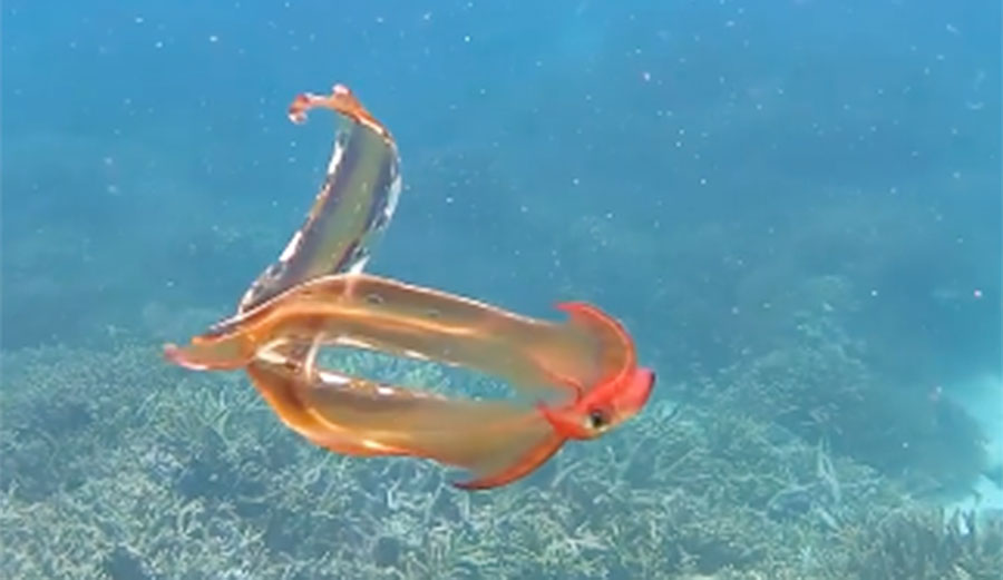 Exceedingly Rare Blanket Octopus Filmed in the Great Barrier Reef