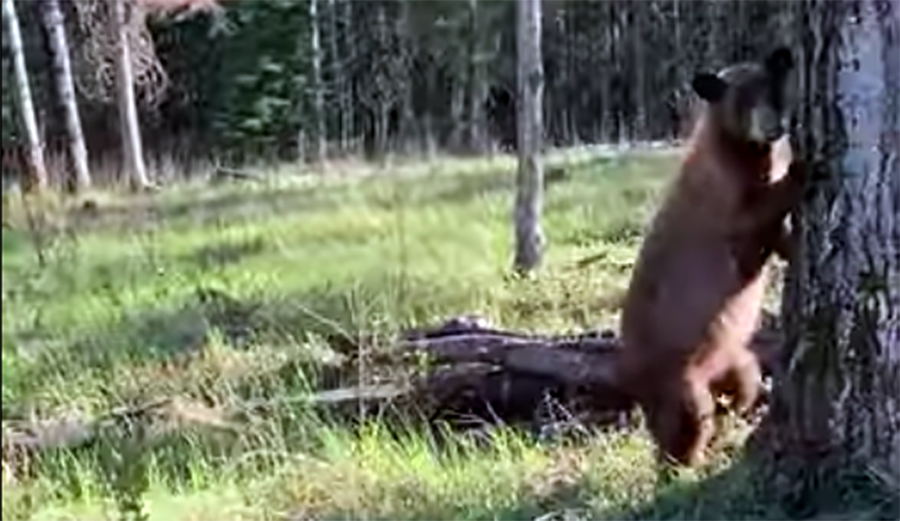 Here's One Moment When Bear Spray Actually Worked The Inertia