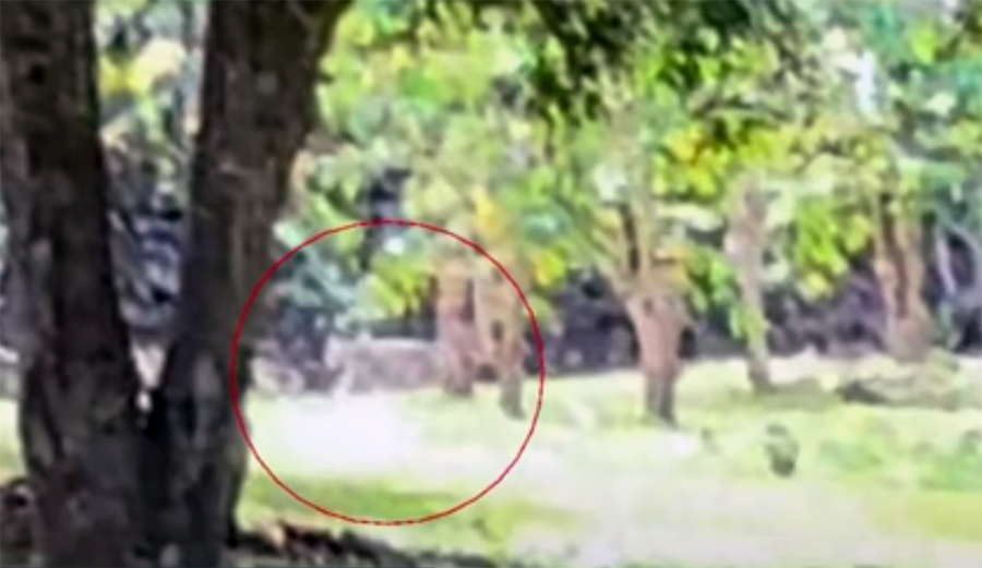 Large Wild Cat Possibly Discovered on Hawaii's Big Island The Inertia