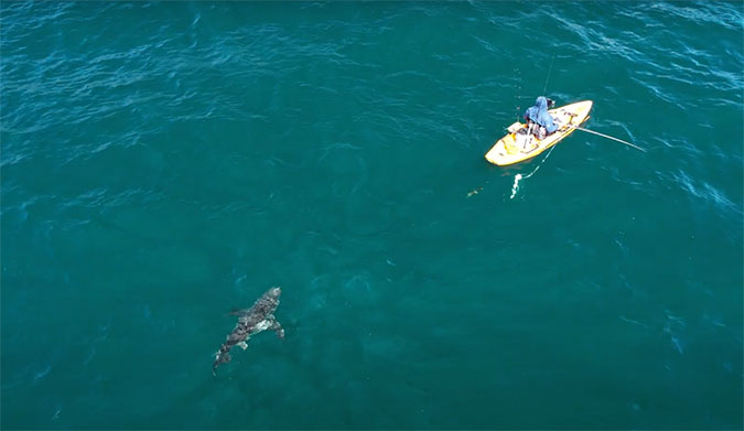 This Footage Is Proof That We Share the Ocean With Sharks Way More