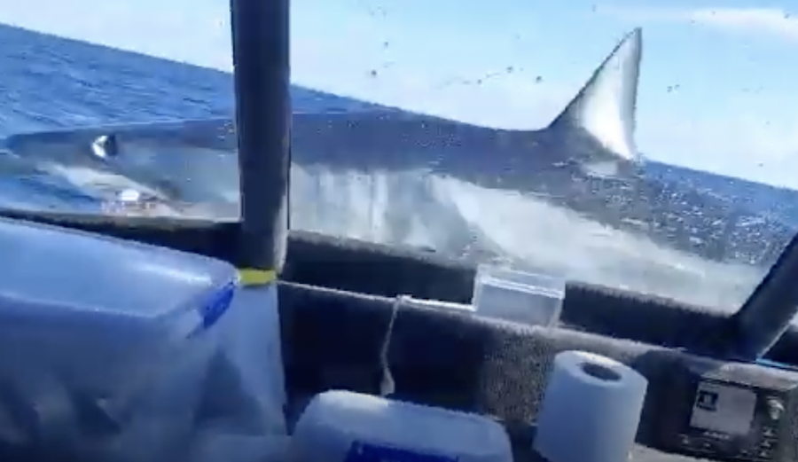 Watch 9Foot Mako Shark Lands on Boat in New Zealand The Inertia