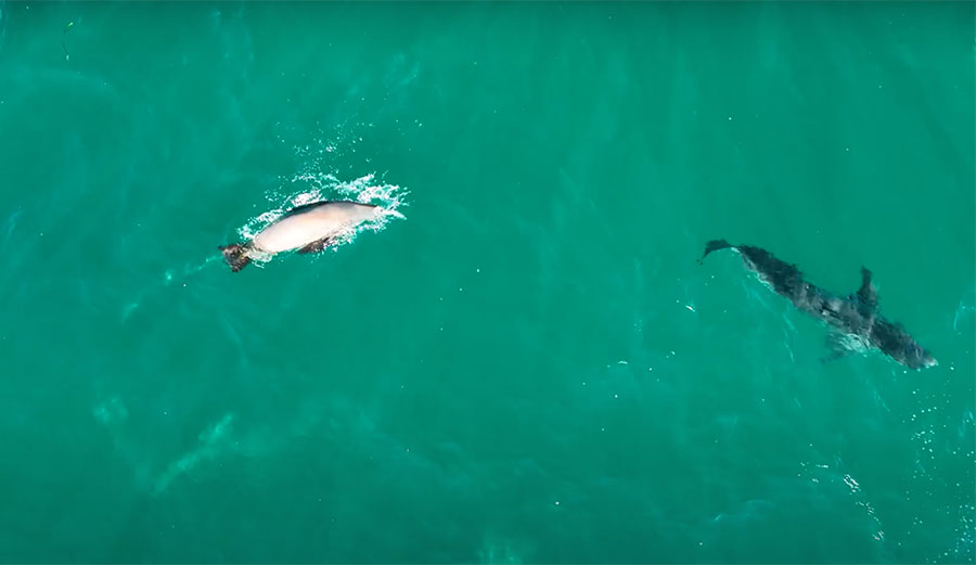 Stunning Drone Footage Shows Great White Chasing Sea Lion