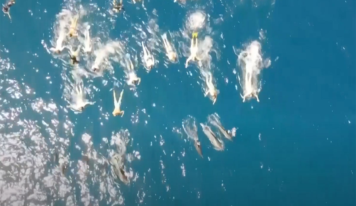 33 Swimmers Caught 'Aggressively Harassing' Dolphins in Hawaii