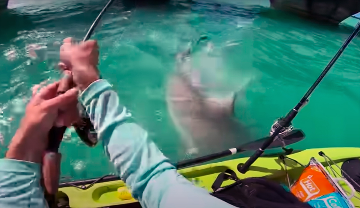 Watch Sizable Shark Give Kayak Fisherman Scare of His Life