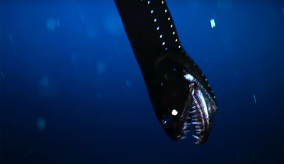 8 Minutes of the Craziest Creatures that Call the Ocean's 'Midnight