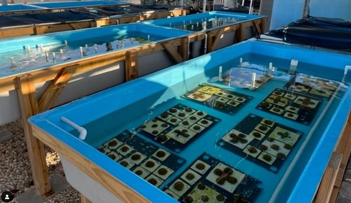Florida Keys Marine Laboratory Houses Coral to Combat Massive Bleaching Event