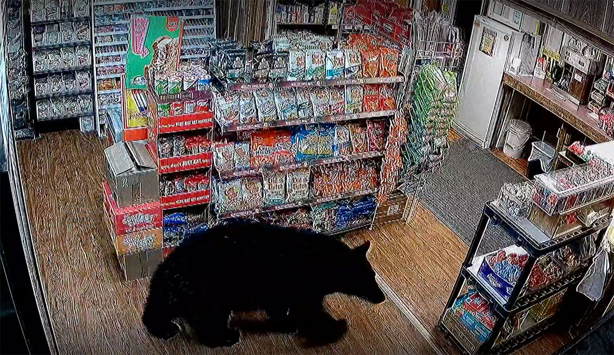 A Black Bear Broke Into a Vancouver Island Gas Station and Stole a Pack