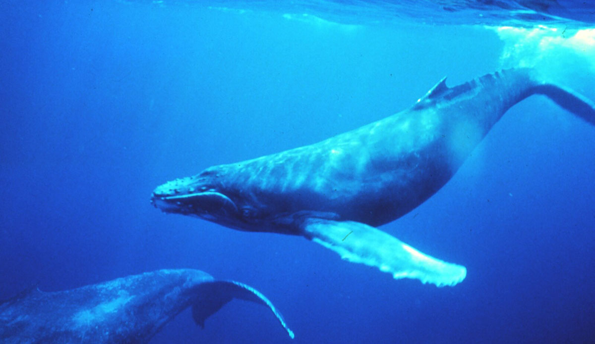 Alien Researchers Had a 'Conversation' With a Humpback Whale