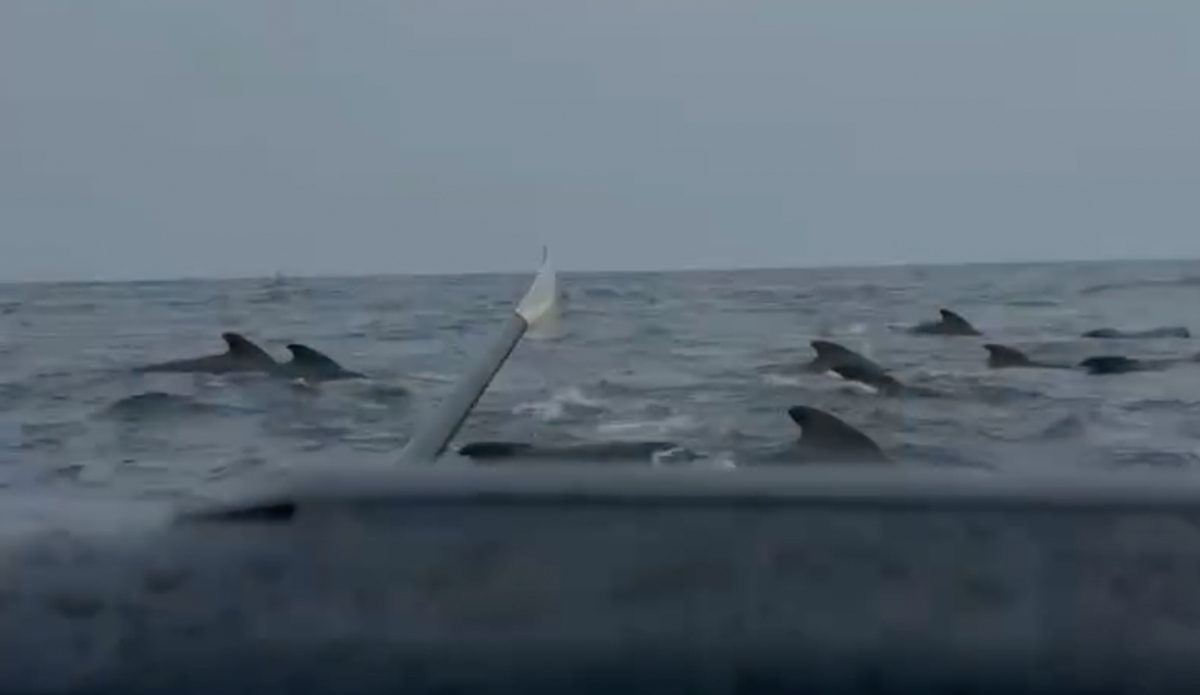 Solo Rower Surrounded by Pod of Whales on Atlantic Crossing