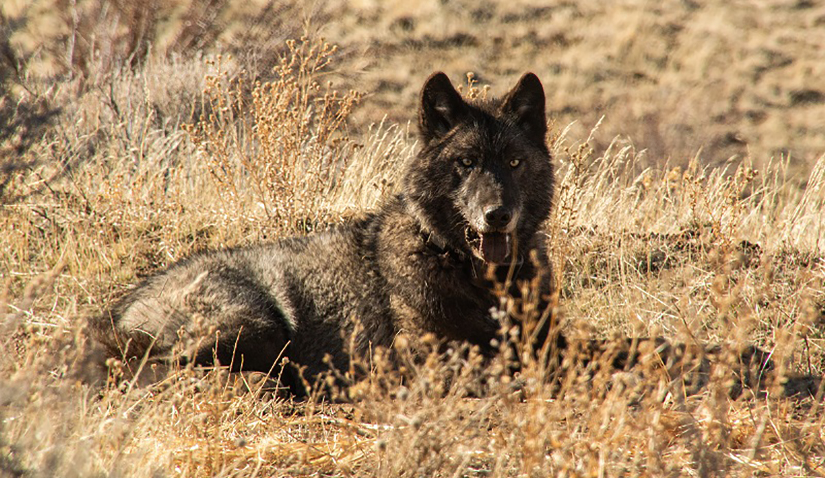 California's Gray Wolves Primarily Feed on Livestock, Study Finds